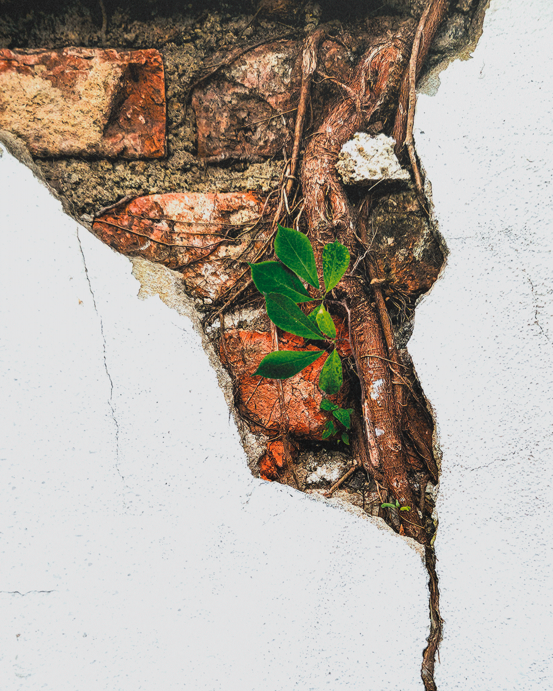 PRE-VENDA---EDITORA---Frestas-em-que-habitoPrancheta-3