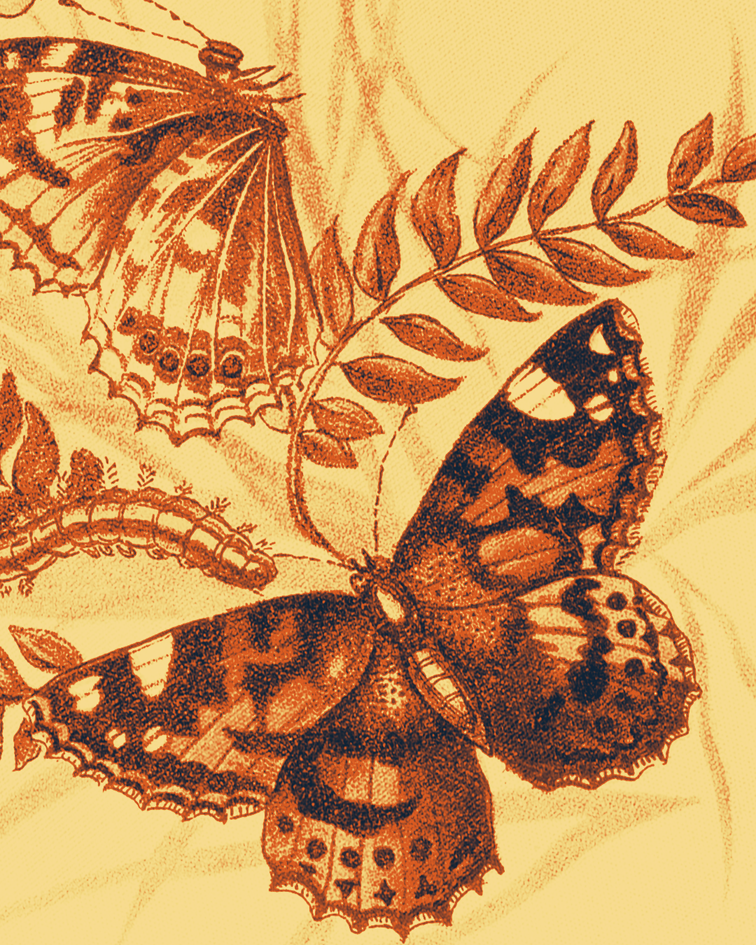 PRE-VENDA---EDITORA---Por-que-as-borboletasPrancheta-3.1