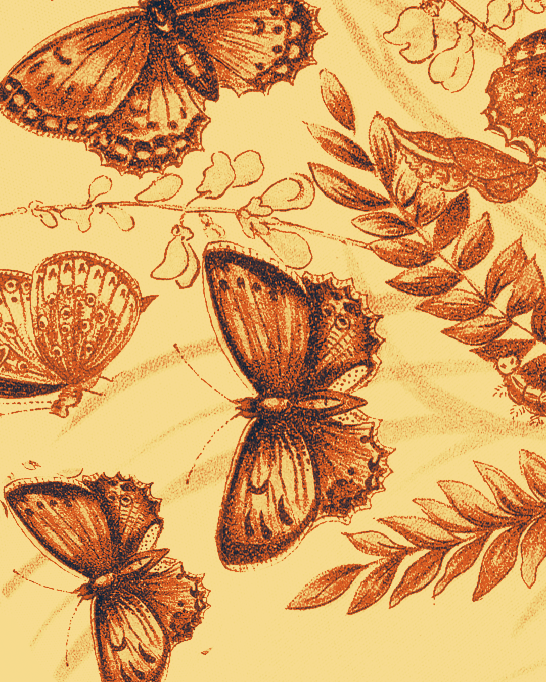 PRE-VENDA---EDITORA---Por-que-as-borboletasPrancheta-3